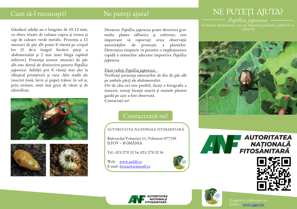 Broșură Autoritatea Națională Fitosanitară - Popillia japonica, o insectă dăunătoare care ne amenință peluzele, pădurile și culturile